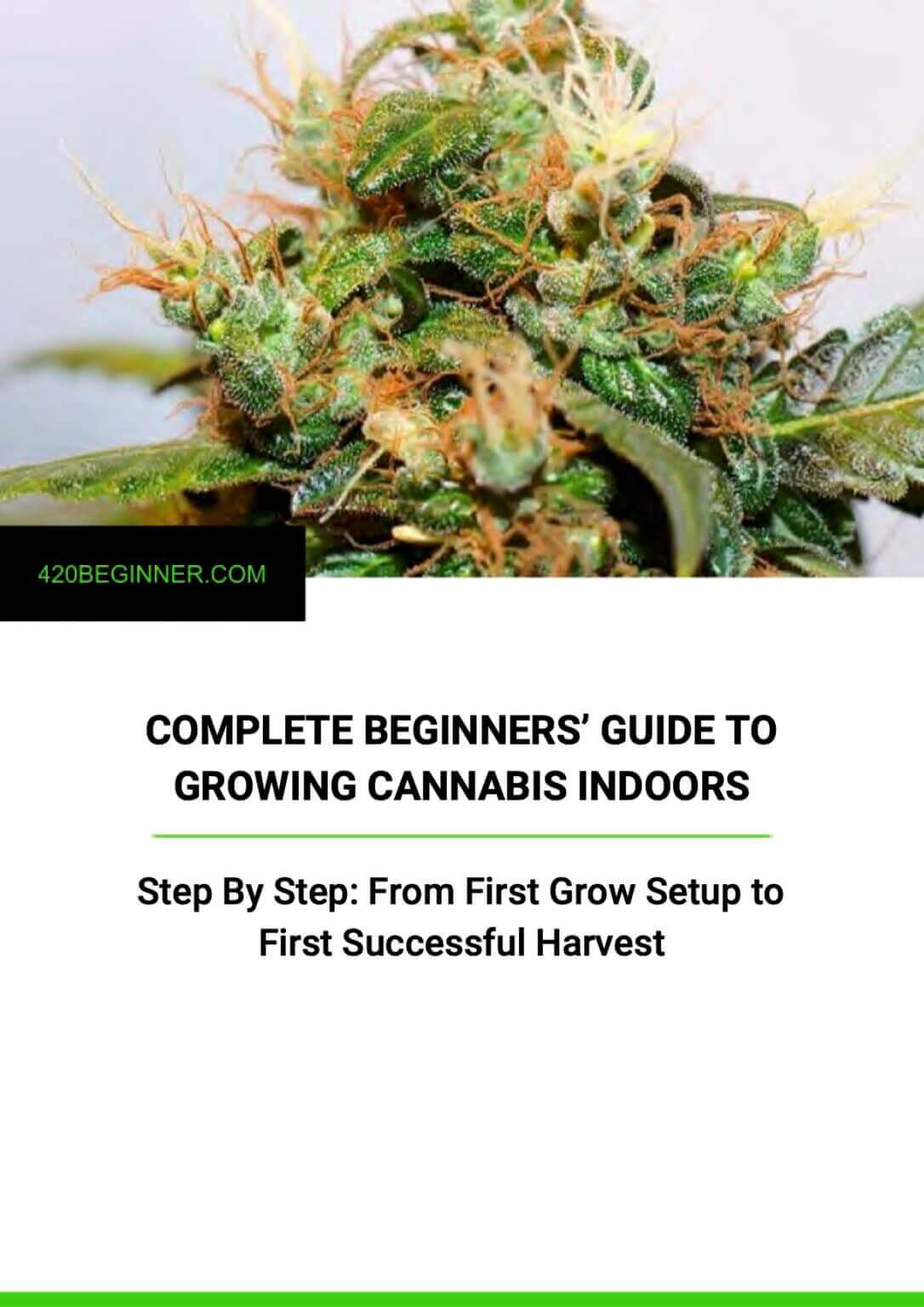 Complete Beginner S Guide To Growing Cannabis Updated For 2021