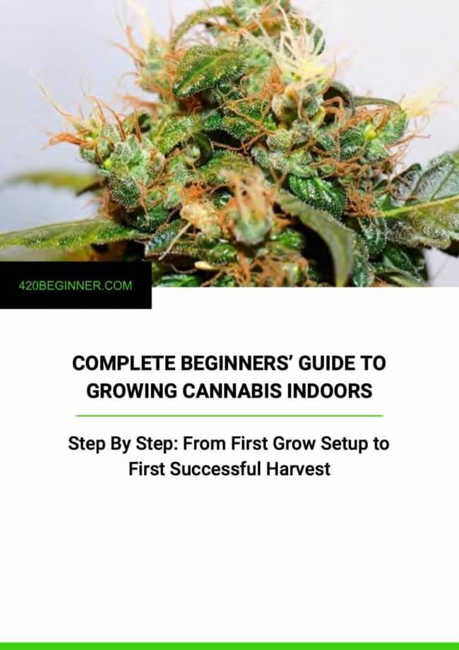 Complete Beginner S Guide To Growing Cannabis Updated For