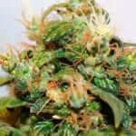 Cannabis ready to harvest