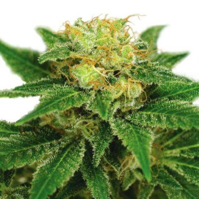 Buying Marijuana Seeds: Ultimate Beginners Guide 2021 - 420Beginner