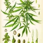 Cannabis sativa botanical illustration