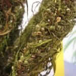 Dried out hemp bud with seeds