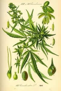 Cannabis sativa botanical illustration