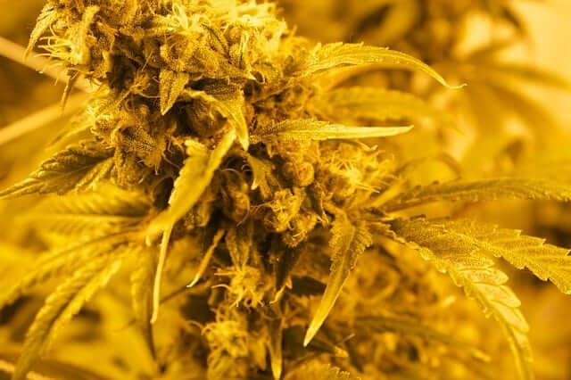 Cannabis plant under LED grow lights