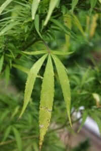 unhealthy cannabis plant - most common pests and diseases-Hop Latent Viroid