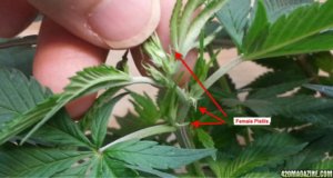 pistils on cannabis plant