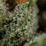 trichrome marijuana microscopic